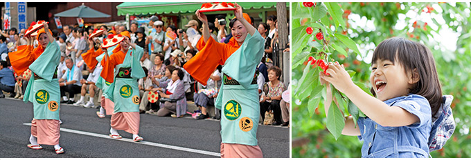 清晨採櫻桃6-7月限定 採櫻桃祭山形花笠夏祭